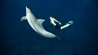 Pria asal Prancis ini lebih menyukai aktivitas menyelam tanpa alat bantu alias freediving. Tak heran jika kemampuan menahan napasnya juga cukup lama. (Foto: www.guillaumenery.fr)