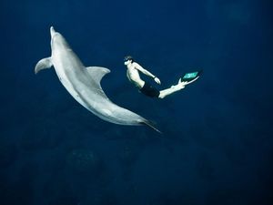 Mengenal Freediving, Cara, Lisensi, Hingga Spot Terbaik di Tanah Air