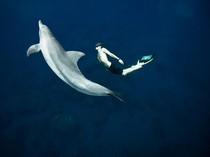 Mengenal Freediving, Cara, Lisensi, Hingga Spot Terbaik di Tanah Air