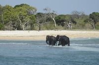 Dua ekor gajah yang hanyut ke laut, diselamatkan hingga kembali ke habitatnya