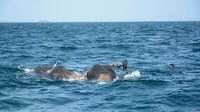 Tim penyelam Angkatan Laut Sri Lanka juga ikut dikerahkan dan membantu penyelamatan. Sri Lanka Navy/CNN
