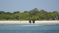Kedua gajah itu kemudian dilepaskan kembali ke habitat mereka di hutan Foul Point. Sri Lanka Navy
