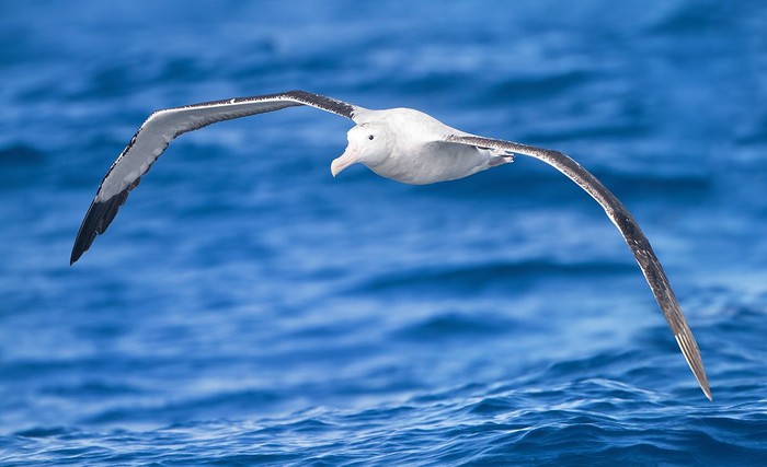 Burung Albatross Burung Albatross (commons.wikimedia.org/JJ Harrison)