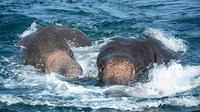 Dua ekor gajah didapati hanyut ke laut oleh kapal patroli Angkatan Laut Sri Lanka. Sri Lanka Navy/CNN
