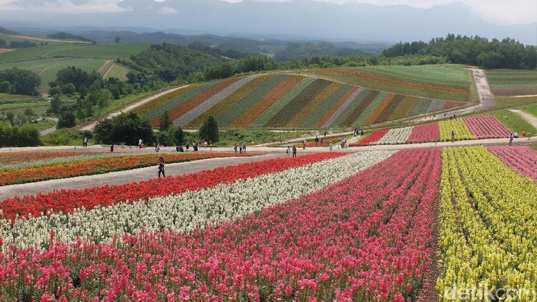 Kebun bunga pelangi di Hokkaido (Baban Gandapurnama/detikTravel) Kebun bunga pelangi di Hokkaido (Baban Gandapurnama/detikTravel)