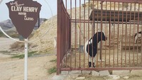 Kalau di kota lain punya anjing dan kucing sebagai Wali kota Lajitas di Texas mengangkat kambing sebagai Wali kotanya. Kambing ini bernama Clay Henry III. Uniknya, jabatan ini sudah turun temurun dari Clay Henry, kemudian Clay Henry II dan akhirnya Clay Henry III. Clay Henry III bahkan dinobatkan sebagai Wali kota terbaik. Ssstt.. Kambing ini juga sangat suka minum beer (imafunnyybunnyy/Instagram)