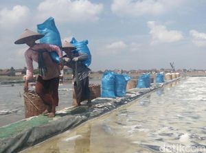 Ibarat Judi, Begini Suka Duka Petani Garam