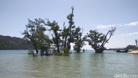 Pepohonan di tengah laut yang bisa dijumpai dalam perjalanan menuju Pulo Aceh. Foto-foto di sini pasti keren! (Agus/detikTravel)