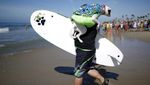 Foto: Ketika Anjing Main Surfing, Lucu Banget..