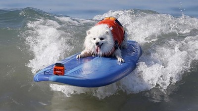 Foto: Ketika Anjing Main Surfing, Lucu Banget..