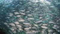 Jika beruntung, penyelam dapat menemukan fenomena ikan selar yang membentuk pusaran angin (ThinkStock)