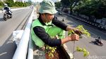 Perawatan Tanaman Hias di Flyover Matraman