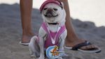 Foto: Ketika Anjing Main Surfing, Lucu Banget..