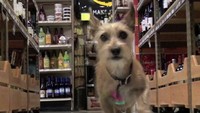 Kota Divide di Colorado memiliki serigala sebagai Wali kotanya, Shunka. Namun karena sang Wali kota sudah meninggal, seekor anjing bernama peanut yang menjadi wakil wali kota naik jabatan sebagai Wali kota menggantikan Shunka (dok TCRASColorado)
