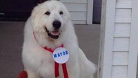Yang fenomenal dari Kota Cormorant di Amerika adalah Duke sang Wali kota. Duke merupakan anjing jenis great pyrenees ini bahkan telah menjabat 3 kali berturut-turut sebagai Wali kota (Duke the mayor/Facebook)