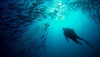 Lebih dari 3.000 jenis spesies hewan laut dapat ditemukan di sini. Seperti Penyu Agar, Penyu Karah, Ikan Alu-alu (Baracuda) dan Ikan Selar (Thinkstock)