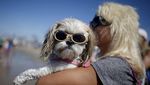 Foto: Ketika Anjing Main Surfing, Lucu Banget..