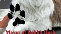 Di Kota Rabbit Hash di Kentucky, kamu akan bertemu dengan Wali kota yang berwujud anjing namanya Lucy Lou. Lucy Lou telah menjabat sebagai Wali kota Rabbit Hash selam hampir 7 tahun lho (Lucy Lou/Facebook)