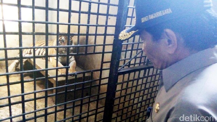 Bayi Harimau Benggala yang Lahir di Banjarnegara Diberi Nama Lusi