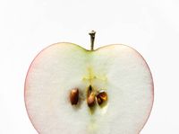 9000+ Gambar Buah Apel Satu Biji HD Gratis 9000+ Gambar Buah Apel Satu Biji HD Gratis