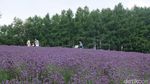 Foto: Ada Kebun Lavender Secantik Ini di Jepang