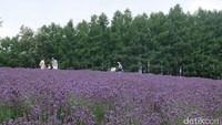 Kebun Tomita ada di Kota Furano, Hokkaido, Jepang. Spot menarik di area tersebut ialah sebuah bukit yang terdapat hamparan lavender (Baban/detikTravel)