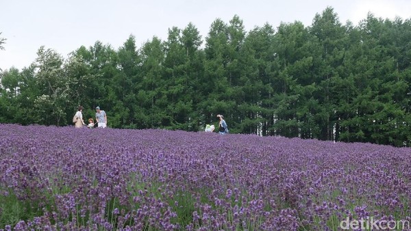 Kebun Tomita ada di Kota Furano, Hokkaido, Jepang. Spot menarik di area tersebut ialah sebuah bukit yang terdapat hamparan lavender (Baban/detikTravel) Kebun Tomita ada di Kota Furano, Hokkaido, Jepang. Spot menarik di area tersebut ialah sebuah bukit yang terdapat hamparan lavender (Baban/detikTravel)