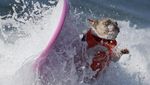 Foto: Ketika Anjing Main Surfing, Lucu Banget..
