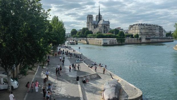 Bangkai Paus Raksasa Bikin Geger Paris, Ternyata Ini Faktanya