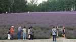 Foto: Ada Kebun Lavender Secantik Ini di Jepang