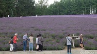 Tak ayal, kebun lavender ini pun jadi lokasi favorit traveler buat foto-foto. Berbagai sisinya tampak fotogenik (Baban/detikTravel)