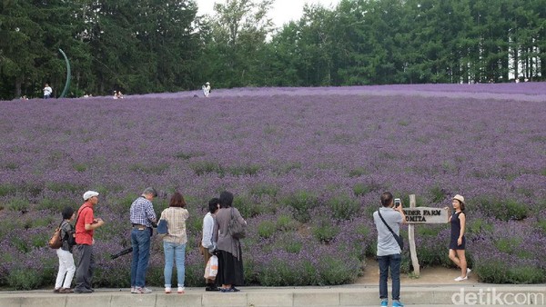 Tak ayal, kebun lavender ini pun jadi lokasi favorit traveler buat foto-foto. Berbagai sisinya tampak fotogenik (Baban/detikTravel) Tak ayal, kebun lavender ini pun jadi lokasi favorit traveler buat foto-foto. Berbagai sisinya tampak fotogenik (Baban/detikTravel)