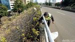 Perawatan Tanaman Hias di Flyover Matraman