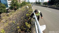Untuk menjaga dan merawat tanaman hias, petugas mencabuti rumput liar agar tanaman tidak mati.