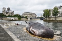 Bangkai Paus Raksasa Bikin Geger Paris, Ternyata Ini Faktanya