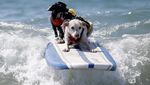 Foto: Ketika Anjing Main Surfing, Lucu Banget..