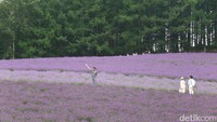 Seluruh area ladang Tomita dikelola swasta. Sosok Tokuma Tomita yang memprakarsai pendirian kebun lavender pada tahun 1958 (Baban/detikTravel)