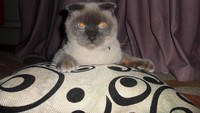Bukan hanya Alaska, sebuah kota di Siberia, Barnaul juga punya Wali kota kucing bernama Barsik. Kucing ras Scottish fold ini memenangkan pemilihan Wali kota baru mengalahkan manusia. Namun karena peraturan, Barsik tak bisa menjabat menajdi Wali kota (dok VKontakte)