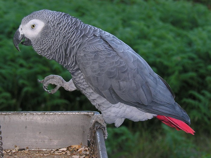 Burung beo Afrika (Psittacus erithacus) (dok. commons.wikimedia.org/wiki/Lmbuga)