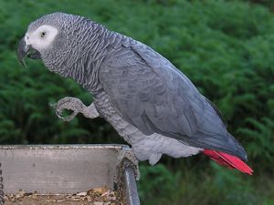 Mengapa Burung Beo Bisa Bicara Seperti Manusia?