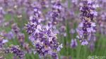 Foto: Ada Kebun Lavender Secantik Ini di Jepang