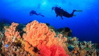 Berbagai macam karang laut dapat ditemukan di Sipadan. Kekayaan alamnya terjaga dengan baik (Thinkstock)