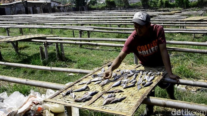 Kelangkaan Garam, Produsen Ikan Asin Pekalongan Berhenti Produksi