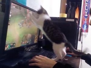 Aksi Gemas Kucing Ganggu Majikan Main League of Legends