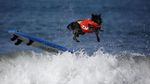 Foto: Ketika Anjing Main Surfing, Lucu Banget..