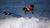 Anjing-anjing lucu ini beraksi dalam kompetisi Surf City Surg Dog yang ke-7. Kontes ini diadakan di Pantai Huntington, Los Angeles (Lucy Nicholson/Reuters)