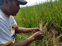 Diserang Wereng, 8 Ribu Hektar Sawah di Banten Terancam Gagal Panen