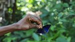 Foto: Kupu-kupu Cantik di Afrika yang Diburu