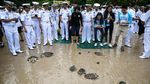 1.066 Penyu Dilepaskan Warga Thailand, Peringati HUT Raja