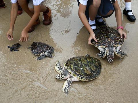 Rayakan HUT Raja, Warga Thailand Lepaskan 1.066 Penyu ke Laut